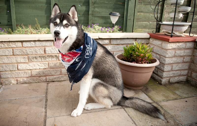 Siberian Husky Puppy in Next Olympics Supporters Scarf Summer, Oufit, Olympics, Next, Next Scarf, 2012, London Olympics, Supporters Scarf, Husky, Puppy, Siberian Husky