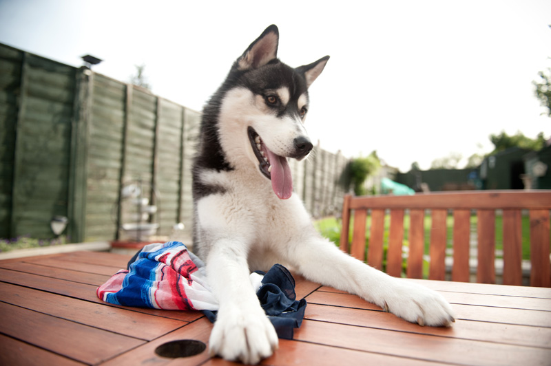 Nico Husky Puppy in Next Olmpics Scarf Summer, Oufit, Olympics, Next, Next Scarf, 2012, London Olympics, Supporters Scarf, Husky, Puppy, Siberian Husky