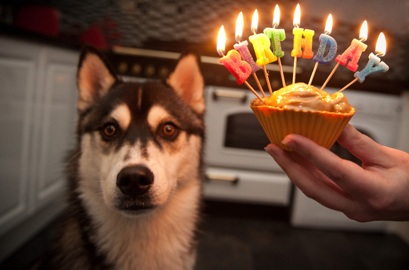 Nico Birthday Cake Nico, Siberian Husky, Husky, Puppy, 1st Birthday, Dog, Black & White, Growing Up, Cake, Birthday, Candles, FAIIINT, 1 Year Old