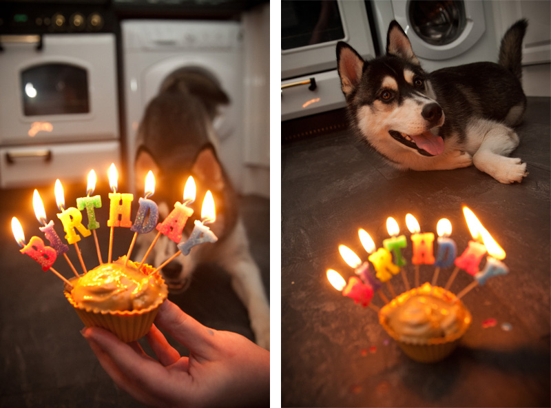 Nico Birthday Cake Nico, Siberian Husky, Husky, Puppy, 1st Birthday, Dog, Black & White, Growing Up, Cake, Birthday, Candles, FAIIINT, 1 Year Old