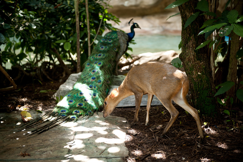 00A_2799_2 Discovery Cove, Sea World, Florida, Orlando, Dolphins, Swim, Park, Beach, Lazy, River, Relaxed, Scenery, Landscape, Exotic, Tropical, Birds, Peacock, Aviary, Miniature, Deer, free-flight,