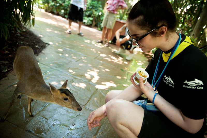 Discovery Cove Discovery Cove, Sea World, Florida, Orlando, Dolphins, Swim, Park, Beach, Lazy, River, Relaxed, Scenery, Landscape, Miniature, Deer, Aviary, Feeding, Hand feeding, Cute, Animals, Baby