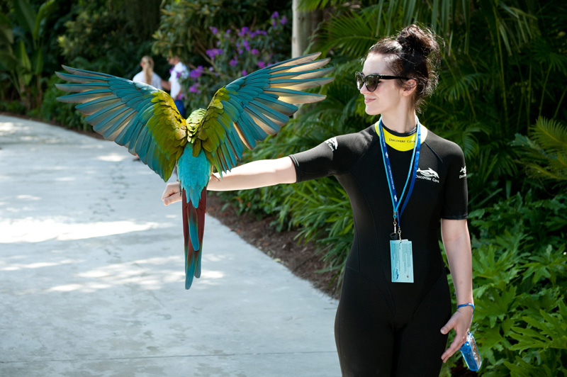 Discovery Cove Discovery Cove, Sea World, Florida, Orlando, Dolphins, Swim, Park, Beach, Lazy, River, Relaxed, Scenery, Landscape, Parrot, Birds, Tropical, Exotic, Feeding, Hand Feeding, Wings Spread, Sitting on arm