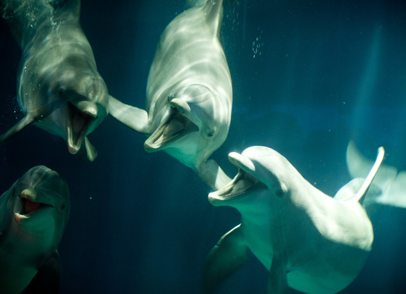 Epcot Epcot, Disney, Disneyland, Walt Disney, Florida, Disney World, Aquarium, Coral, The Living Seas, The Seas, Nemo & Friends, Fish, Dolphins, Happy, Smiling