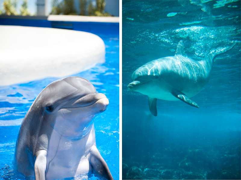 Sea World Sea World, Orlando, Florida, Theme Park, Aquarium, Tank, Dolphin, Baby, Cheeky, Smiling, Happy, Underwater, Hello,
