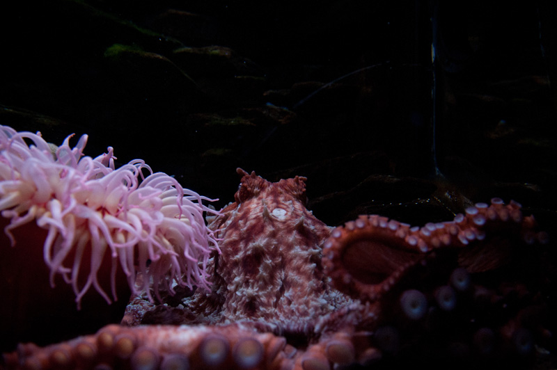 Sea World Sea World, Orlando, Florida, Theme Park, Aquarium, Tank, Octopus, Starfish, coral, plants, giant