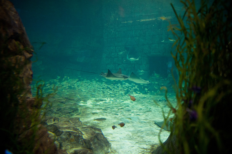 Sea World Sea World, Orlando, Florida, Theme Park, Aquarium, Tank, Rays, Manta, Fish, Guitar fish, underwater,