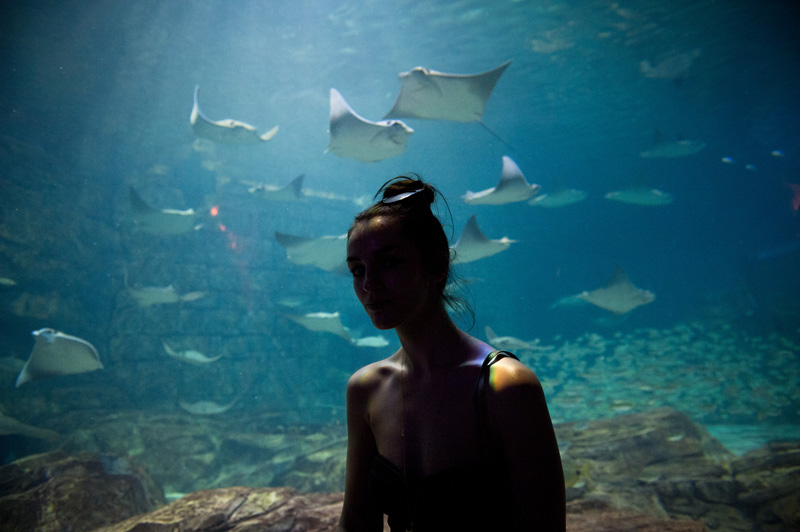 Sea World Sea World, Orlando, Florida, Theme Park, Aquarium, Tank, Rays, Manta, Fish, Guitarfish, Swimming, Gliding, Flying