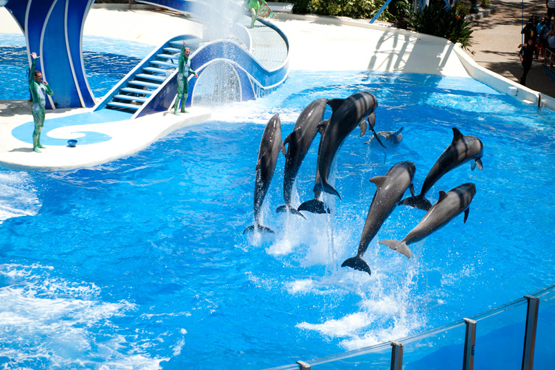 Sea World Sea World, Orlando, Florida, Theme Park, Aquarium, Tank, Dolphin, Jumping, Pod, Blue Horizons, Show, Tricks
