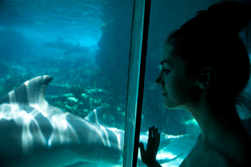 Sea World Sea World, Orlando, Florida, Theme Park, Aquarium, Tank, Dolphin, Dolphins, Swimming, Glass, Looking in,