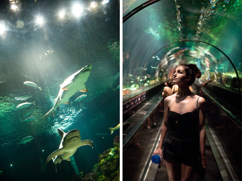 Sea World Sea World, Orlando, Florida, Theme Park, Aquarium, Tank, Sharks, Fish, Underwater, Tunnel, Tube,