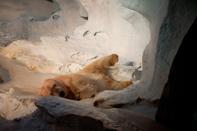 Sea World Sea World, Orlando, Florida, Theme Park, Aquarium, Tank, Polar Bear, Wild Arctic, Sleepy, Lazy, Asleep, Snow