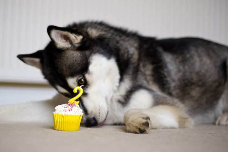 Nico Siberian Husky dog puppy 2nd Happy Birthday photos with birthday cake cupcake & candles