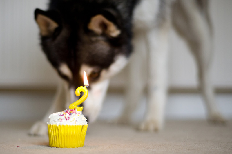 Nico Siberian Husky dog puppy 2nd Happy Birthday photos with birthday cake cupcake & candles