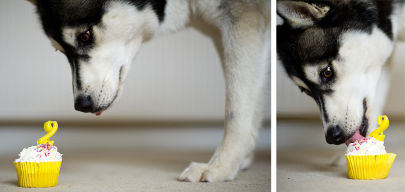 Nico Siberian Husky dog puppy 2nd Happy Birthday photos with birthday cake cupcake & candles