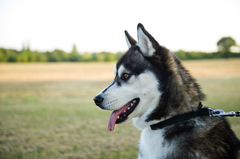 Nico from FAIIINT black & white Siberian Husky puppy, dog.