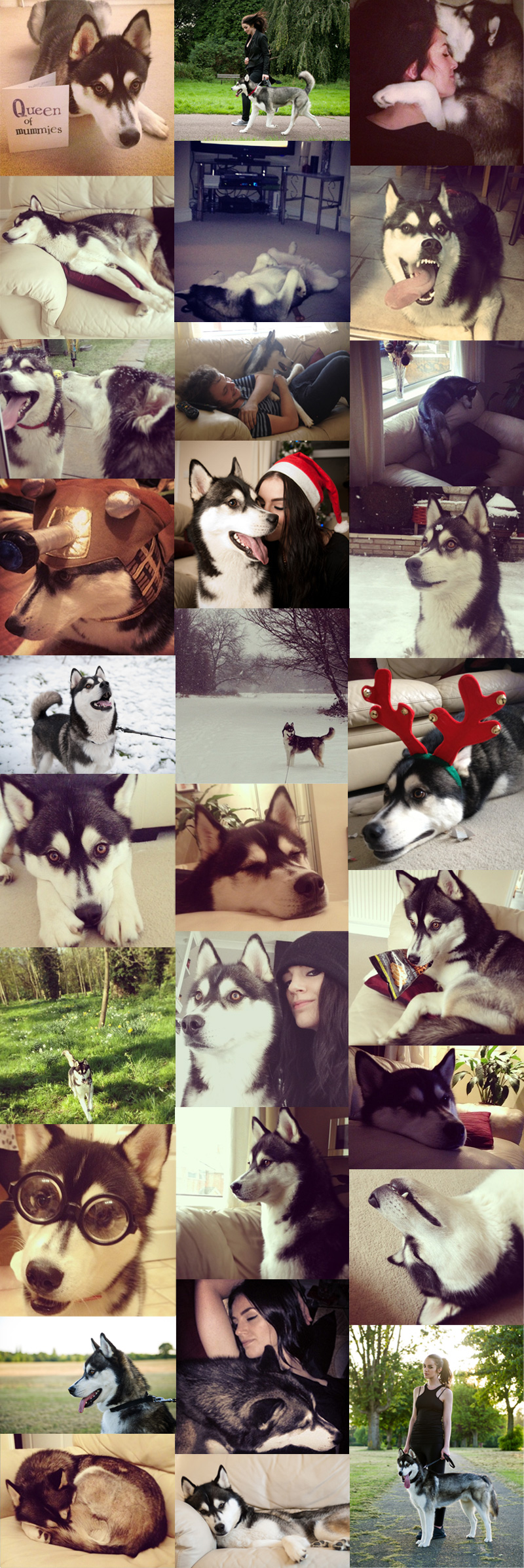 Nico siberian husky puppy dog 1 - 2 years old