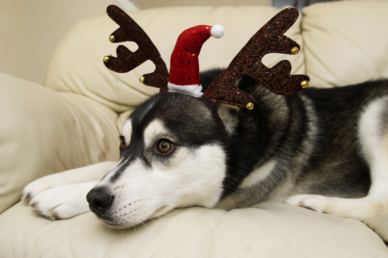 FAIIINT black & white Siberian Husky Nico dressed up for Christmas in Claire's Accessories sequined antlers & santa hat