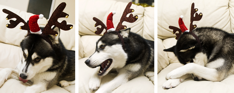 FAIIINT black & white Siberian Husky Nico dressed up for Christmas in sequined antlers & santa hat, silly, funny faces, ashamed, laughing, sticking tongue out.