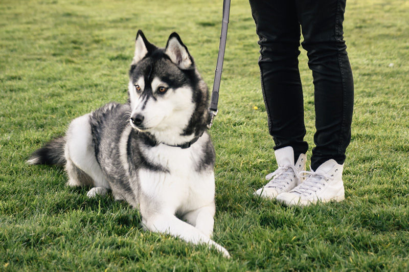 FAIIINT wearing white leather Converse mono high tops, Meltin Pot skinny jeans with Nico the Siberian Husky dog puppy on a walk in the park