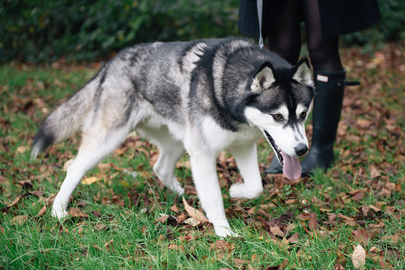 FAIIINT Autumn dog walk through the park and forest with Nico siberian husky. Fallen leaves everywhere, beautiful nature.