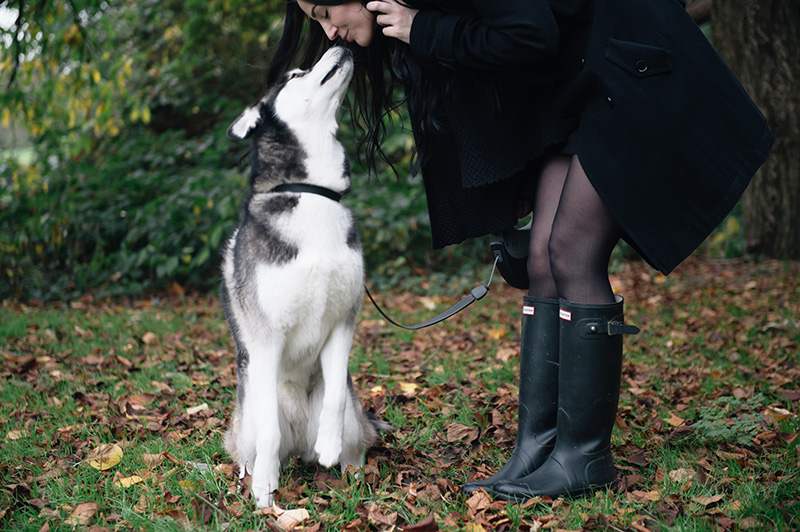 FAIIINT Autumn dog walk through the park and forest with Nico siberian husky kissing owner. Fallen leaves everywhere, beautiful nature.