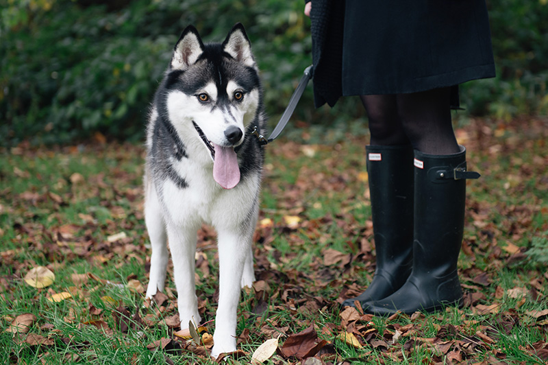 FAIIINT wearing Hunter wellies wellingtons with Nico siberian husky. Autumn in the park forest leaves on floor, beautiful nature.