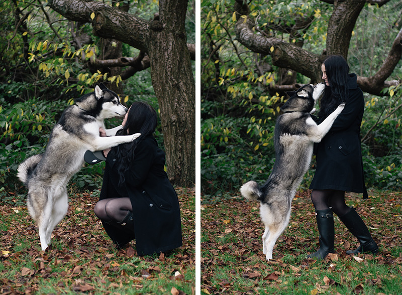 FAIIINT Autumn dog walk through the park and forest with Nico siberian husky, puppy kisssing owner. Fallen leaves everywhere, beautiful nature.