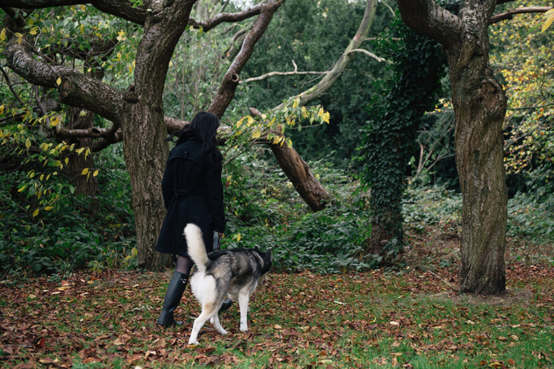FAIIINT Autumn dog walk through the park and forest with Nico siberian husky. Fallen leaves everywhere, beautiful nature.