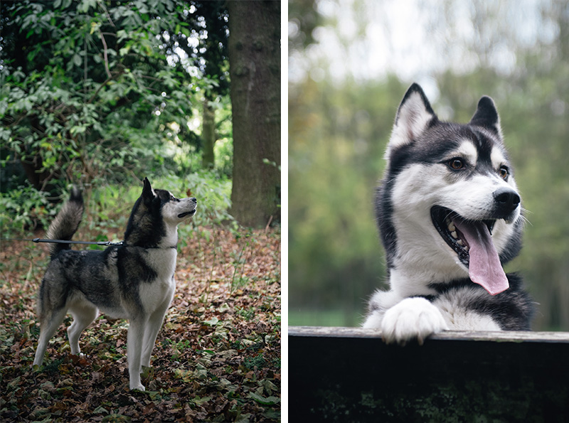 FAIIINT Autumn dog walk through the park and forest with Nico siberian husky. Fallen leaves everywhere, beautiful nature.