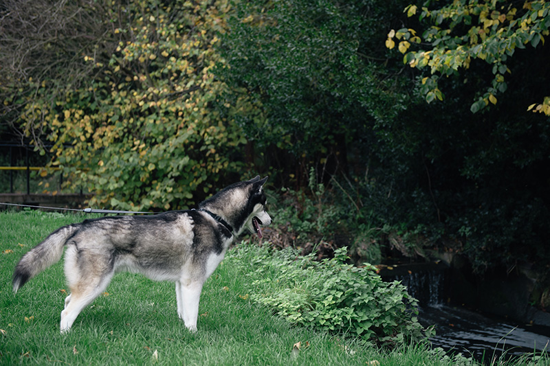 FAIIINT Autumn dog walk through the park and forest with Nico siberian husky. Fallen leaves everywhere, beautiful nature.