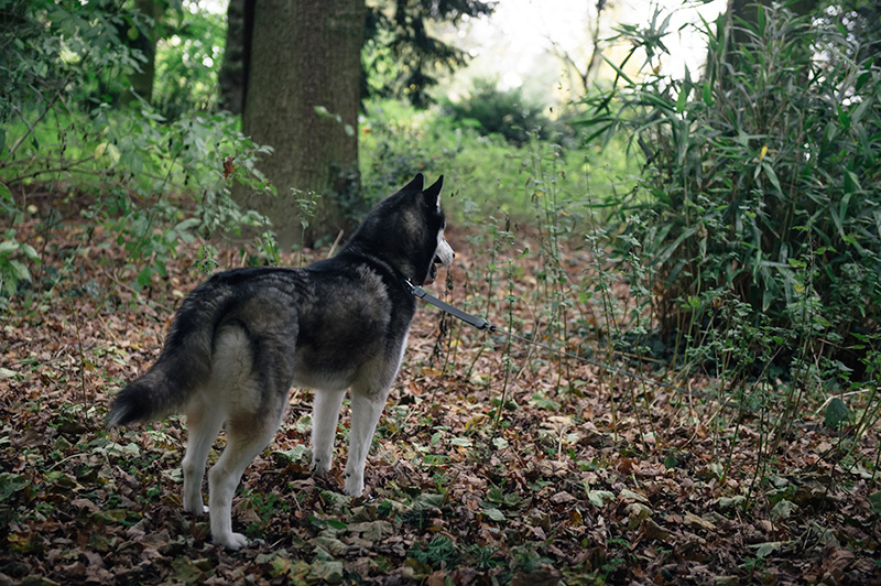 FAIIINT Autumn dog walk through the park and forest with Nico siberian husky. Fallen leaves everywhere, beautiful nature.