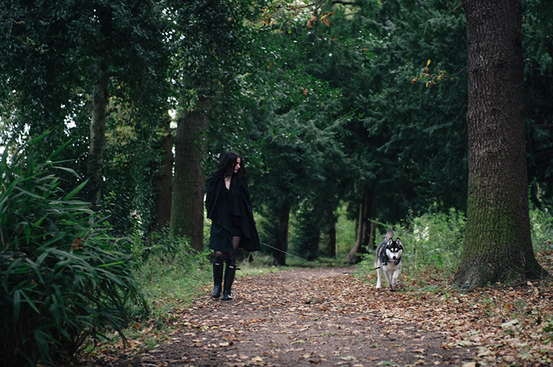 FAIIINT Autumn dog walk through the park and forest with Nico siberian husky. Fallen leaves everywhere, beautiful nature.