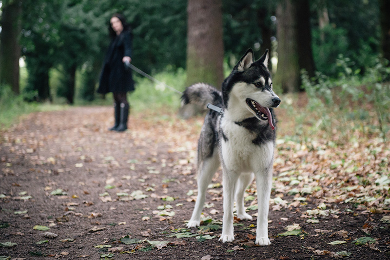 FAIIINT Autumn dog walk through the park and forest with Nico siberian husky. Fallen leaves everywhere, beautiful nature.
