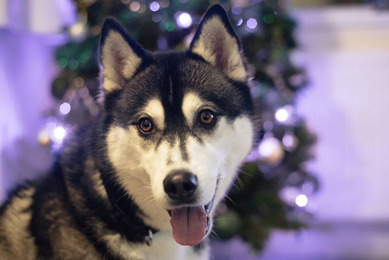 FAIIINT Christmas Tree Nico Siberian Husky