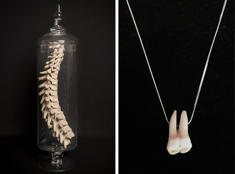 Memento Mori Human spine in glass bell jar specimen & antique human tooth necklace taxidermy gothic