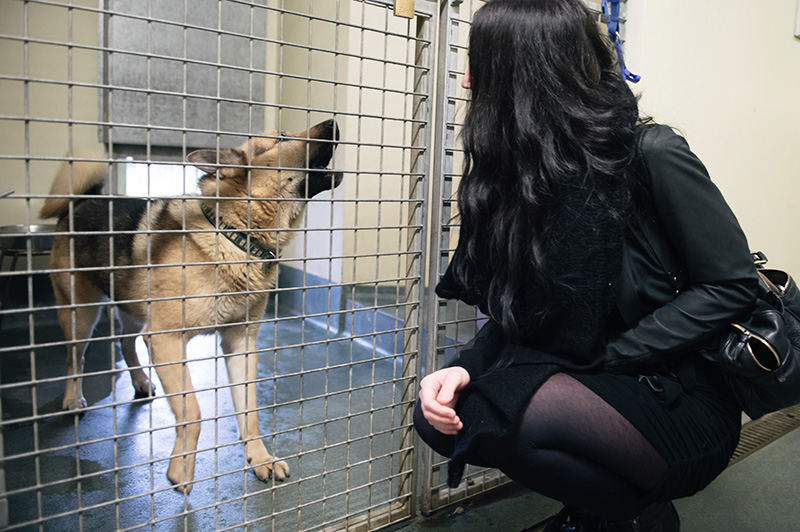 RSPCA Woodside Animal Centre Leicester. German Shepherd Siberian Husky cross breed dog black & tan talking barking at girl.