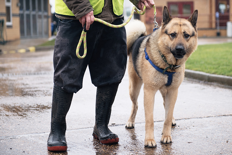 RSPCA Woodside Animal Centre Leicester. German Shepherd Siberian Husky cross breed black & tan going for a walk with volunteer handler.