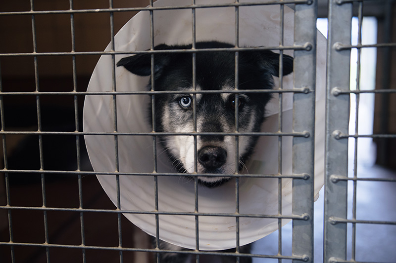 RSPCA Woodside Animal Centre Leicester. Siberian Husky Collie cross breed black & white with cone sad eyes.