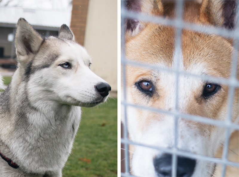 RSPCA Woodside Animal Centre Leicester. Grey Siberian Husky & Tan Akita cross breed with sad eyes.