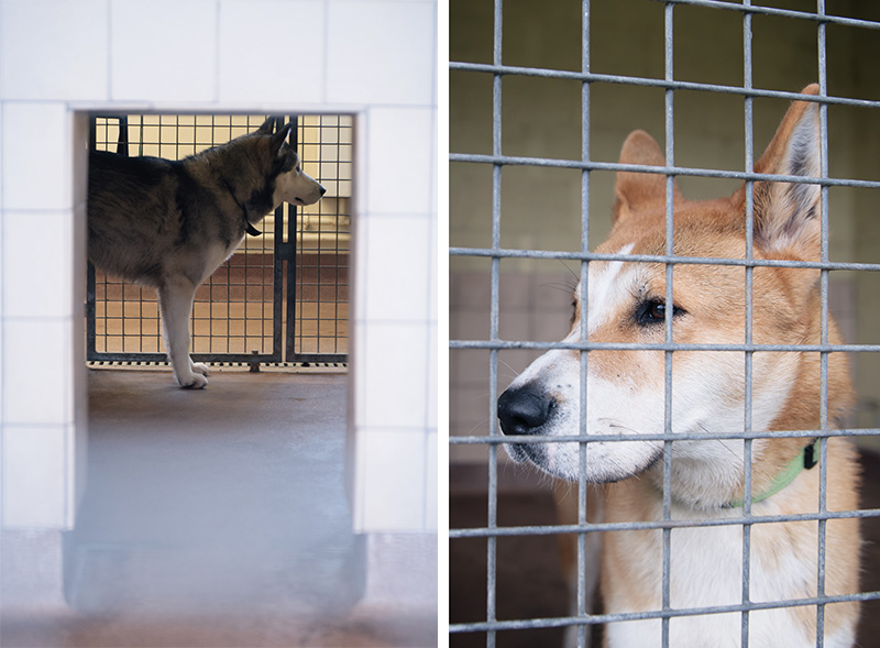 RSPCA Woodside Animal Centre Leicester. Siberian Husky dog looking out at people & tan and white Akita cross breed looking for new owner.