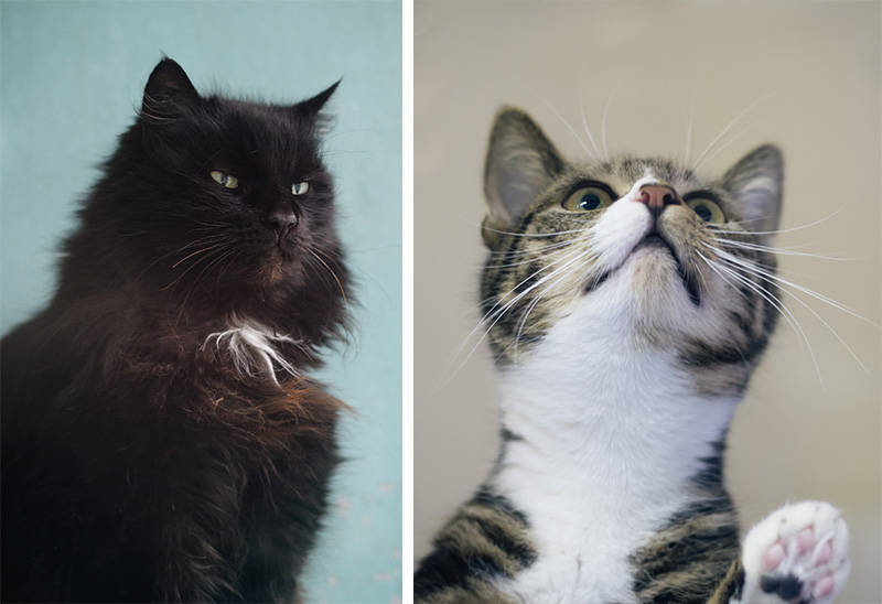 RSPCA Woodside Animal Centre Leicester. Black fluffy cat looking regal & cheeky tabby cat kitten.