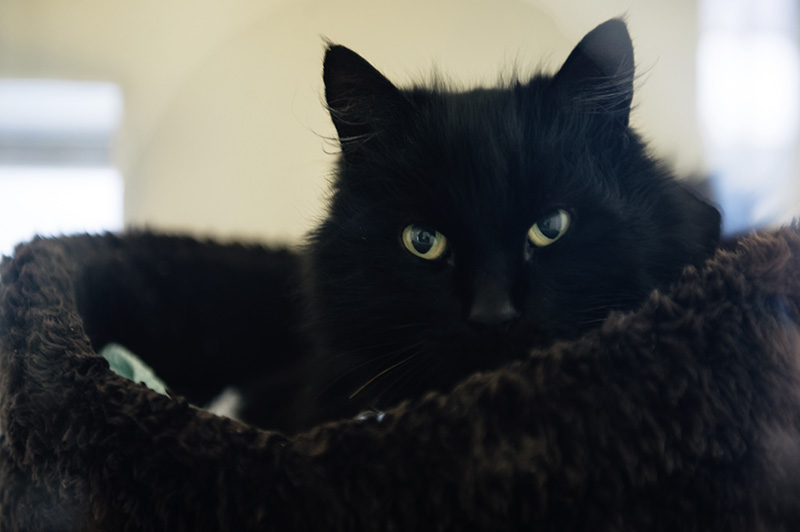 RSPCA Woodside Animal Centre Leicester. Black fluffy cat kitten curled up in soft bed.