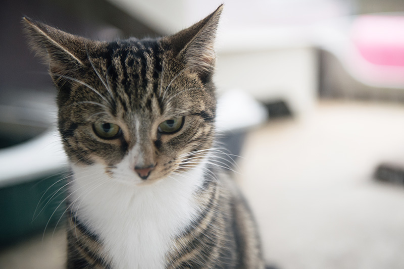 RSPCA Woodside Animal Centre Leicester. Tabby cat kitten looking mischievous, sassy.