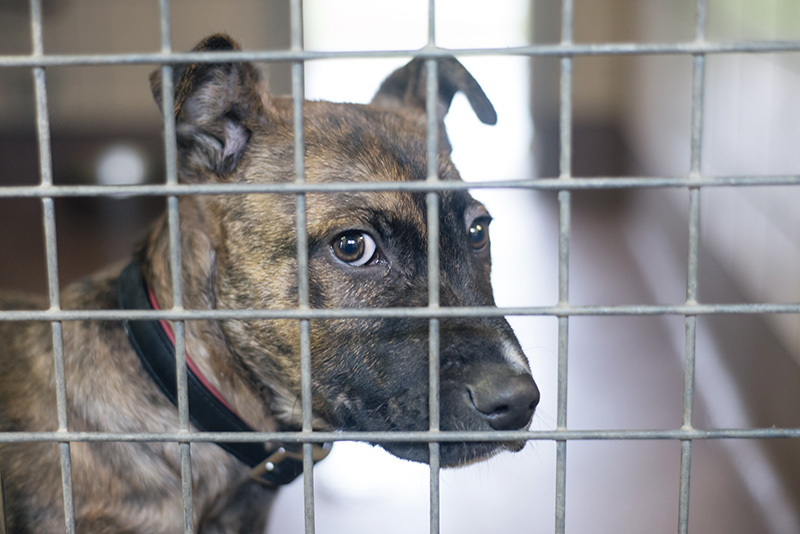 RSPCA Woodside Animal Centre Leicester. Puppy dog Max the Staffordshire Bull Terrier cross breed.