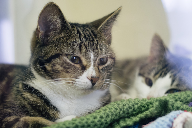 RSPCA Woodside Animal Centre Leicester. Kittens sleeping curled up.