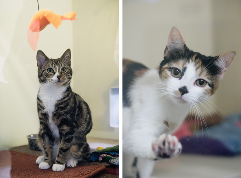 RSPCA Woodside Animal Centre Leicester. Tabby cat kitten playing in her bed, kitten pawing glass.