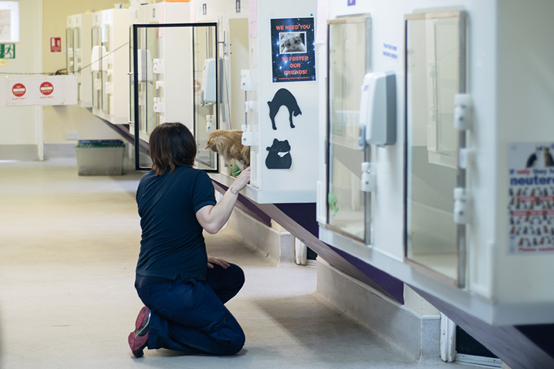 RSPCA Woodside Animal Centre Leicester. Volunteer carer looking after cats.