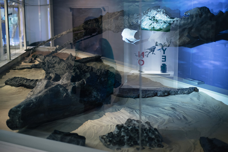FAIIINT York weekend break. Yorkshire museum giant fossilised ichthyosaur skeleton display.