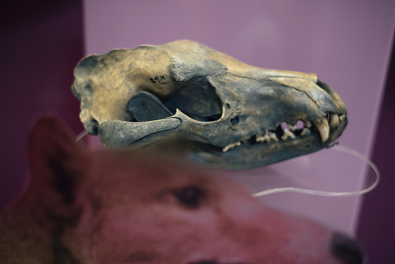 FAIIINT York weekend break. Yorkshire Museum Thylacine Tasmanian Tiger skull.